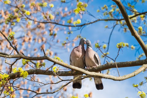 Preview: Pair of common wood pigeons kissing and perching on a tree branch.
