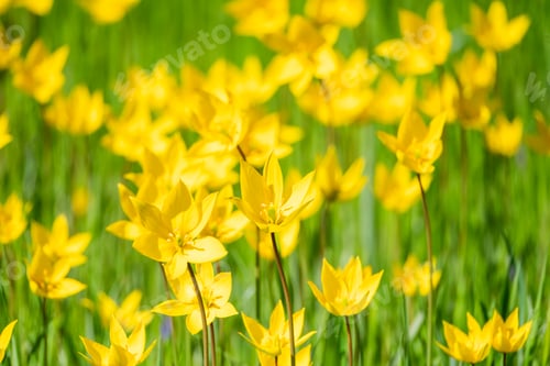 Preview: A lush field of yellow wild tulips (Tulipa sylvestris) in full bloom under bright sunlight.