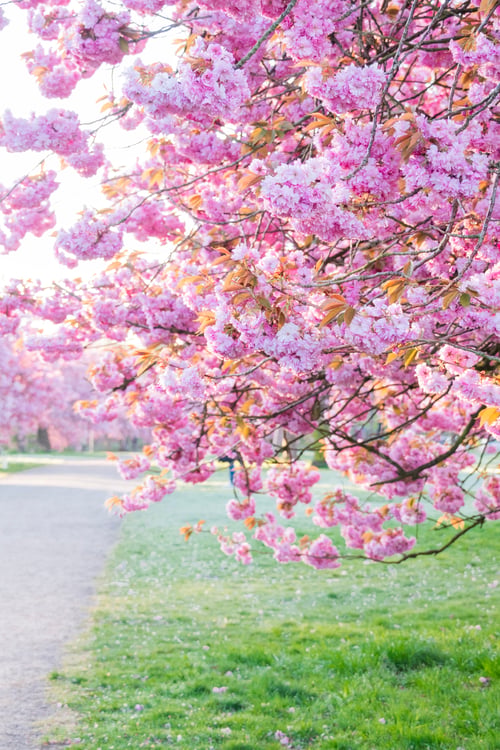 Preview: Beautiful pink cherry blossoms in full bloom over a path in a park.