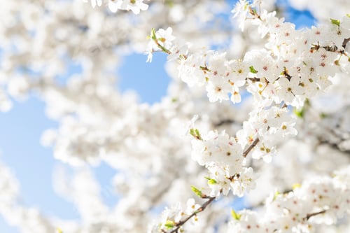 Preview: A bright and airy close-up of white spring blossoms on a branch, set against a clear blue sky.