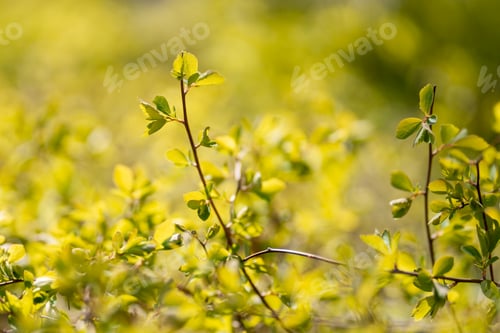Preview: Young green leaves growing in spring sunlight