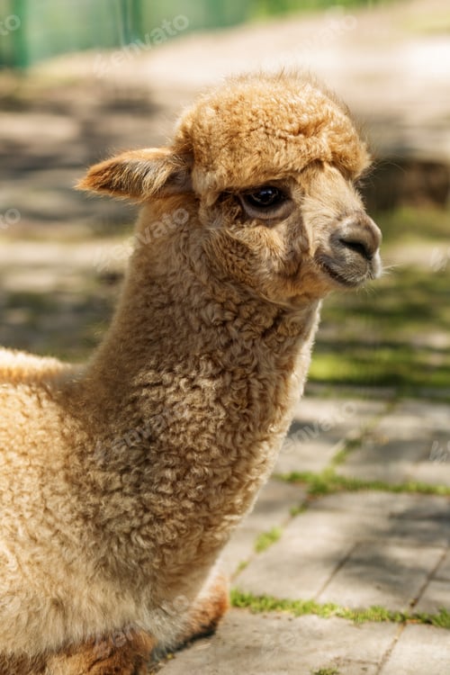 Preview: Fluffy Alpaca Sitting In Sunny Farmyard