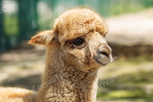 Preview: Cute Alpaca Portrait In Natural Sunlight
