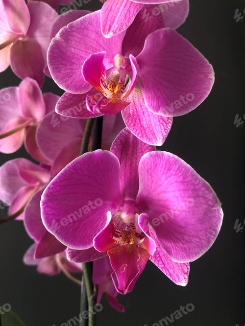 Vorschau: Zartes rosafarbenes Orchideenblüten-Set vor dunklem Hintergrund