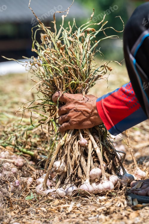 Preview: Local farmer collecting harvested garlic in heaps at rural farm field, tying garlic bulbs in sheaves