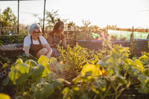 Preview: Women harvesting vegetables in community garden at sunset