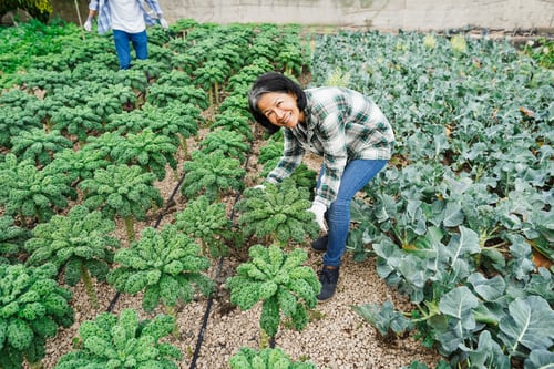 Preview: Asian woman collecting organic vegetables outdoor at farm plantation