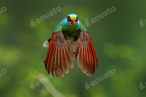 Preview: Common Green Magpie