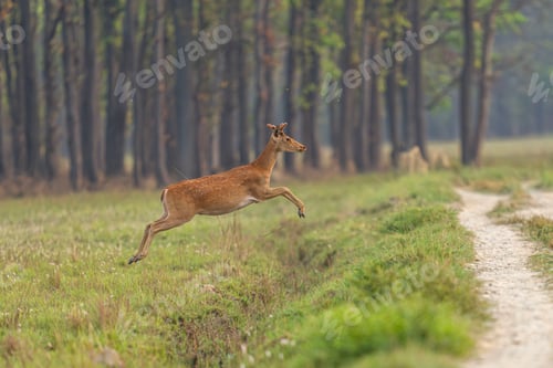 Preview: Deer in the nature.