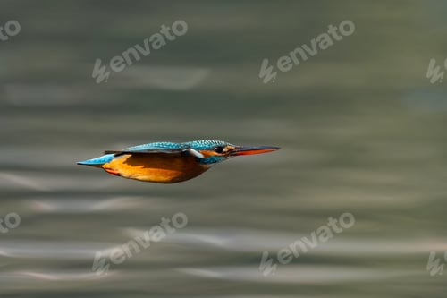 Preview: Kingfisher bird
