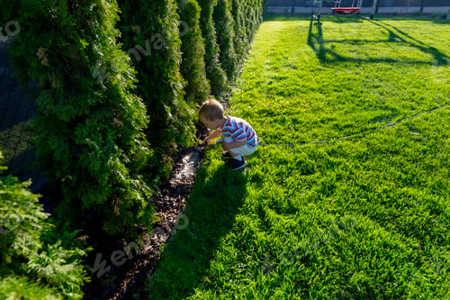 Preview: Boy watering thuja hedge in a green garden