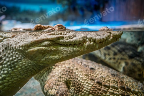 Preview: Siamese crocodile, Crocodylus siamensis, with detailed head above and below water, sharp teeth