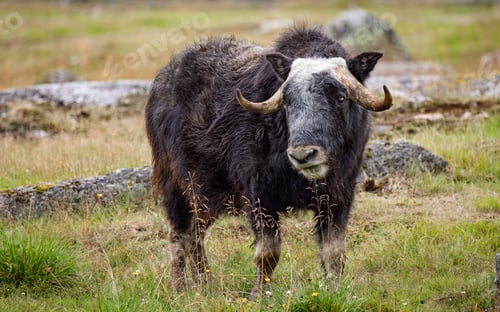 Preview: Wild musk ox with shaggy fur and curved horns standing on a grassy tundra meadow in summertime.