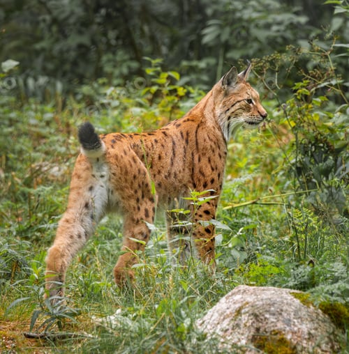 Vista previa: The Eurasian lynx (Lynx lynx) in the forest.