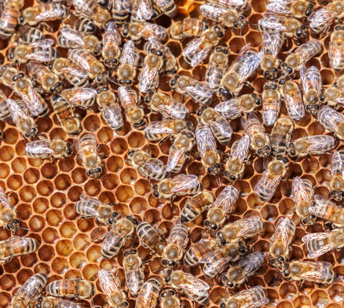 Preview: Honey Bees working on honeycomb close-up shot.