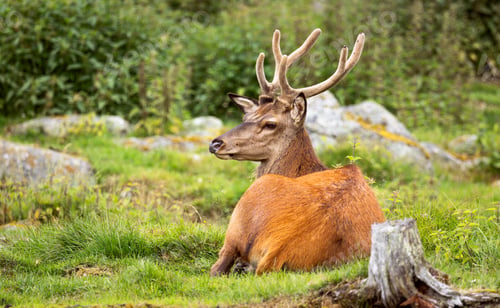 Preview: Majestic red deer stag resting in green meadow.