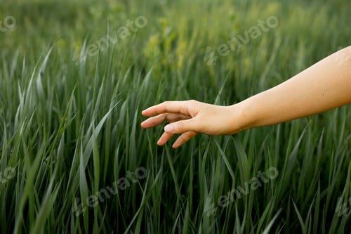 Preview: Touch of a female hand on soft grass in warm sunset light symbolizing the bond between people and th