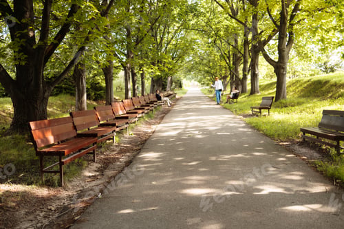 Preview: Empty bench by walking path in green park.