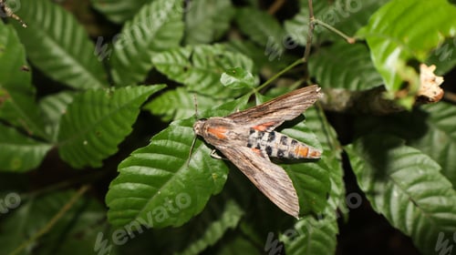 Preview: Hyles livornica (striped sphinx moth) or Agrius convolvuli (sweet potato sphinx moth).