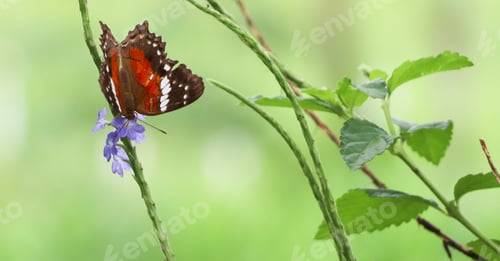 Preview: Butterfly on a wildflower