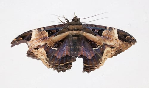 Preview: Butterfly of Costa Rica and regions of South America, (Letis herilia)