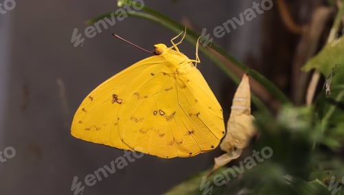 Preview: Yellow butterfly of the Pieridae family next to the cocoon from which it has just emerged.