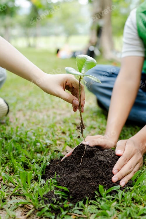 Preview: Hands of volunteers planting a young sapling in fertile soil, collaborating outdoors and cultivating