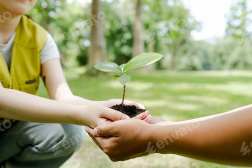 Preview: Two pairs of hands gently cradle a young seedling in soil outdoors, symbolizing teamwork, care for t