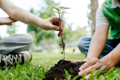 Preview: People planting a young sapling in fresh soil, symbolizing environmental conservation, sustainabilit