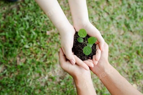 Preview: Two sets of human hands carefully holding a small green plant and rich dark soil, symbolizing caring
