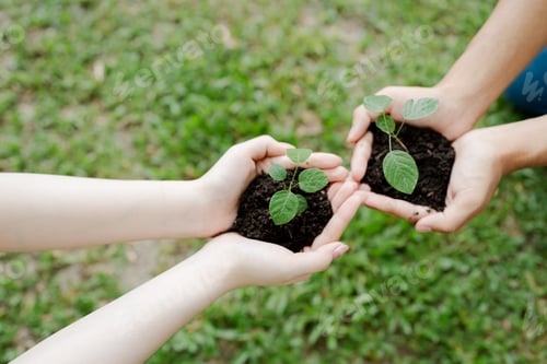 Preview: Two pairs of outstretched hands gently cradle two young green seedlings in dark soil, symbolizing te