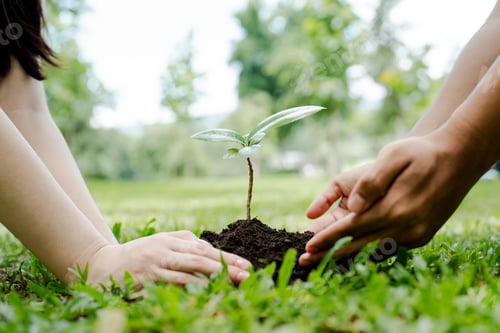 Preview: Two people's hands nurturing a young plant in fertile soil, symbolizing environmental stewardship, g