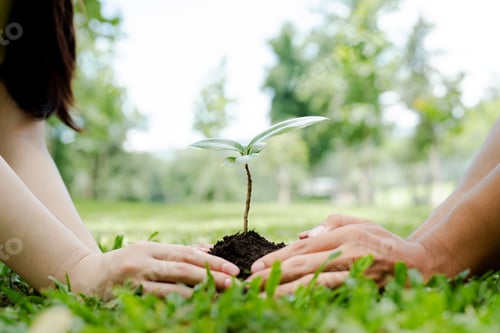 Preview: Hands nurturing a young seedling in fertile soil, symbolizing environmental protection, sustainable