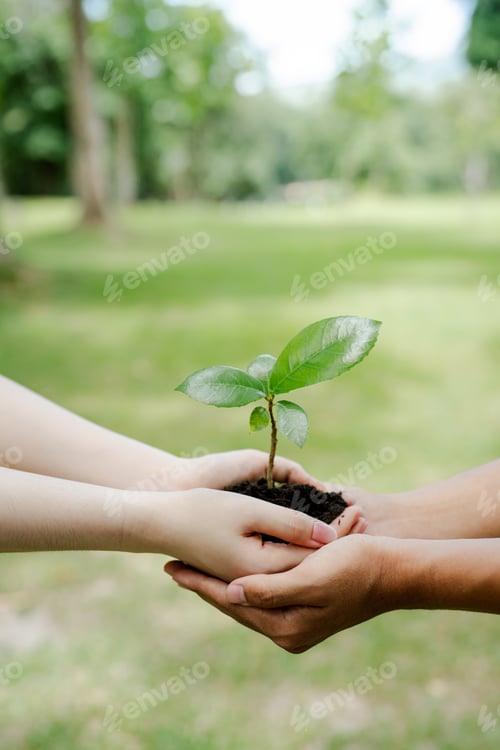 Preview: People's hands carefully holding a young green seedling with rich soil, symbolizing teamwork, growth