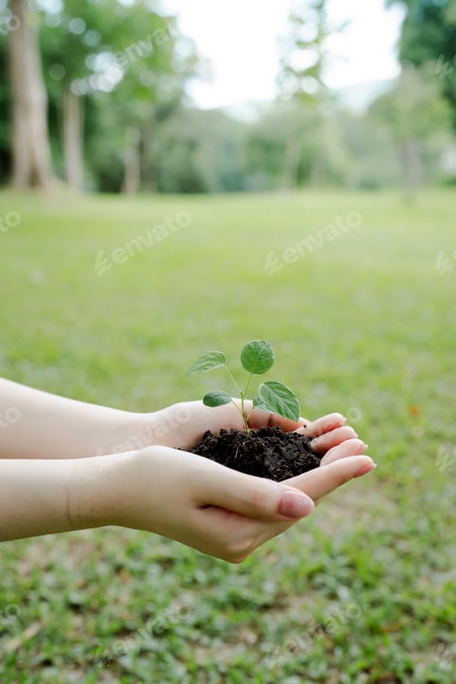 Preview: Human hands gently cradling a young seedling in rich soil, symbolizing nurturing, sustainable growth