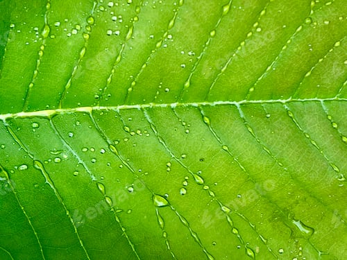 Preview: Raindrops on a green leaf
