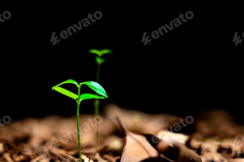 Preview: Small Green Seedling Sprouting From Brown Soil and Wood Mulch