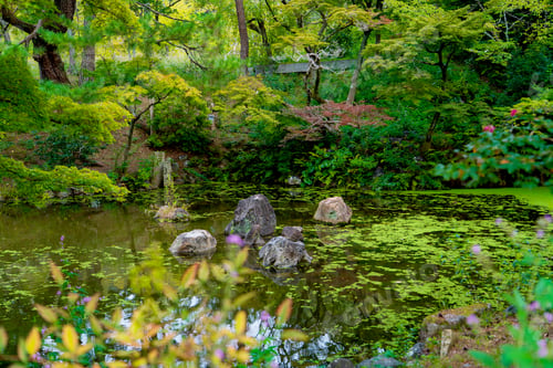 Preview: Serene Zen Garden Pond with Mossy Rocks and Lush Foliage