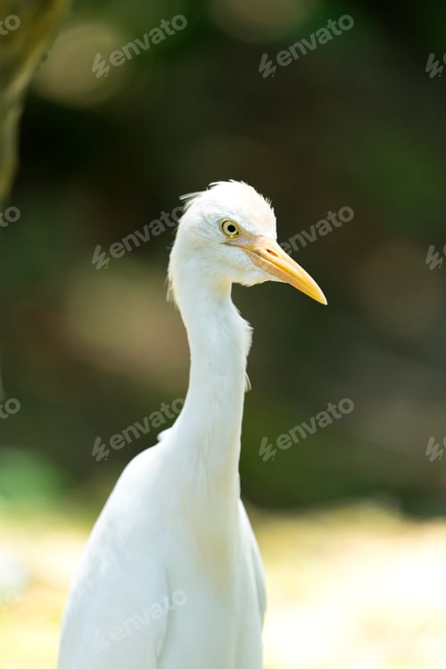 Preview: Portrait of a cattle egret. Close up view of a cattle egret