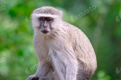 Preview: Wild Vervet Monkey Perched on a Tree Branch in the Botswana Wilderness