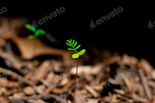 Preview: Small Green Seedling Sprouting From Brown Soil and Wood Mulch