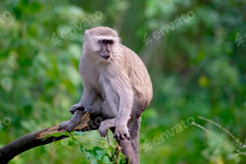 Preview: Wild Vervet Monkey Perched on a Tree Branch in the Botswana Wilderness