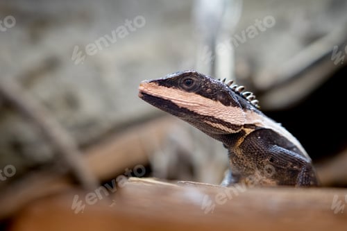 Preview: Profile Portrait of a Forest Dragon Lizard with Spiny Crest and Textured Scales