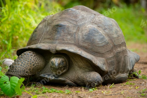 Preview: Majestic Aldabra Giant Tortoise in Natural Habitat, Peacefully Roaming Under Lush Green Surroundings