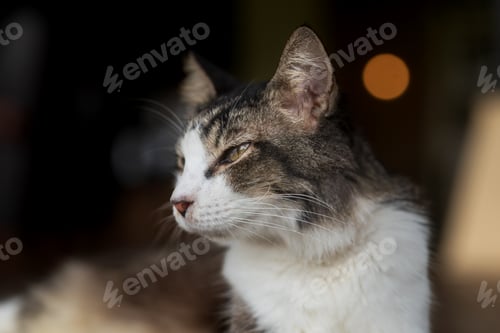 Preview: Portrait of a Grey and White Tabby Cat