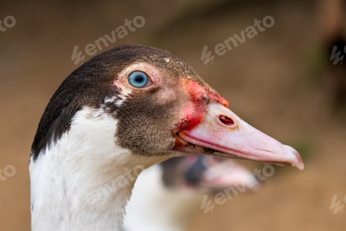 Preview: Profile Portrait of a Muscovy Duck Head with a Striking Blue Eye