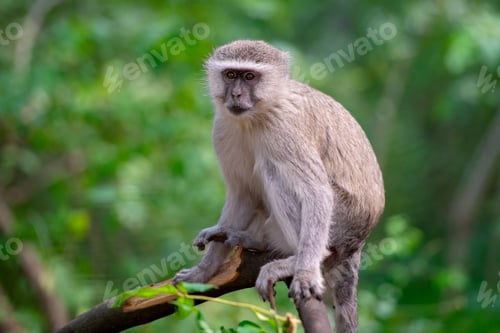 Preview: Wild Vervet Monkey Perched on a Tree Branch in the Botswana Wilderness