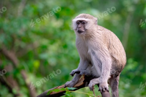 Preview: Wild Vervet Monkey Perched on a Tree Branch in the Botswana Wilderness