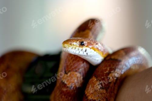 Preview: Orange Corn Snake Coiled Comfortably with Soft Background