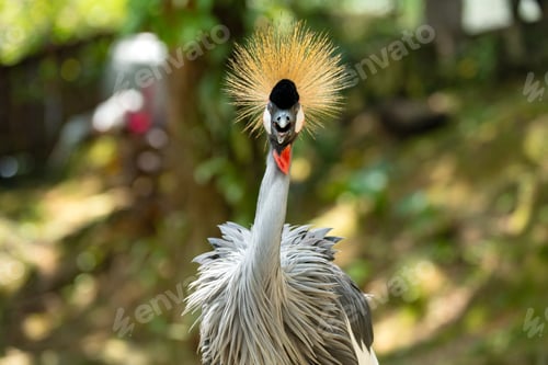 Preview: Grey crowned crane.
It is found in nearly all of Africa, especially in eastern and southern Africa,